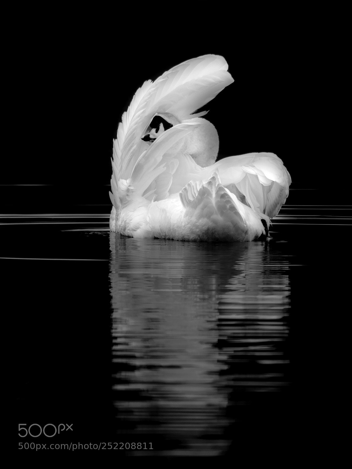 Olympus OM-D E-M1 Mark II sample photo. Swan photography