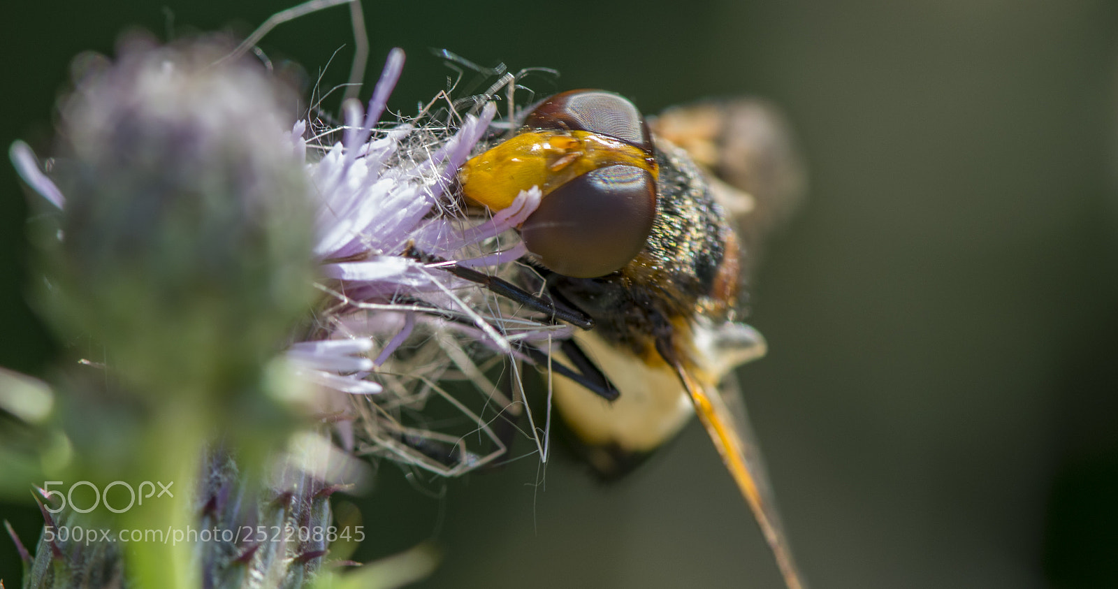 Nikon D5300 sample photo. Yeux de diptères. photography