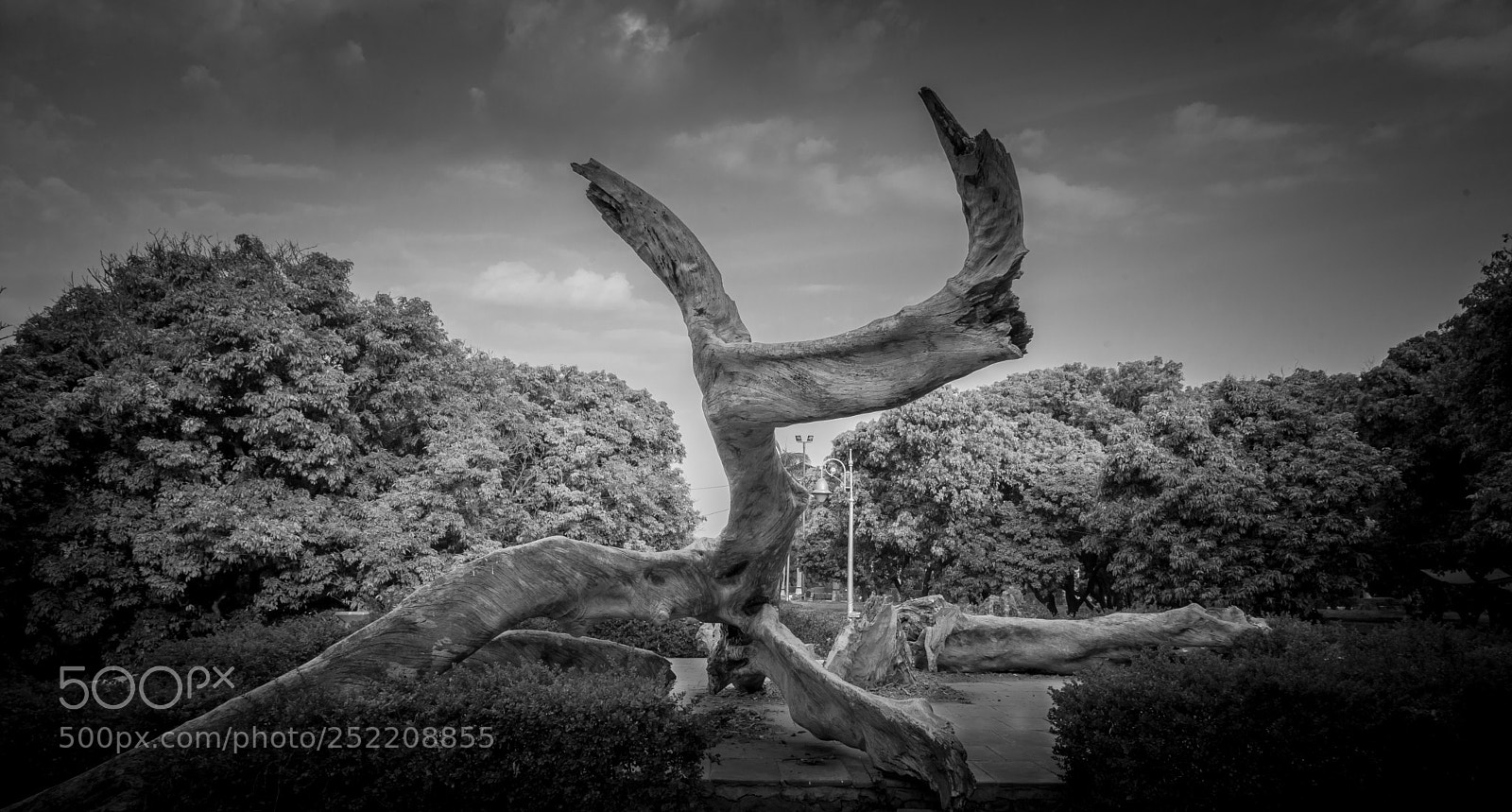Canon EOS 5D Mark II sample photo. The broken branch photography