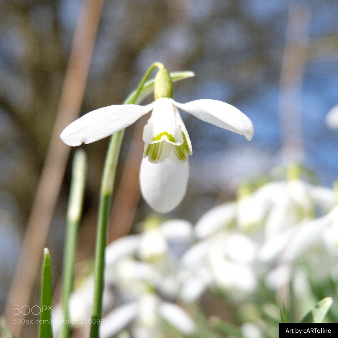 Fujifilm X-T20 sample photo. Sunbathing snowdrop photography