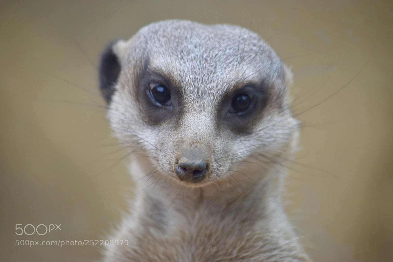 Nikon D3300 sample photo. Meerkat. photography