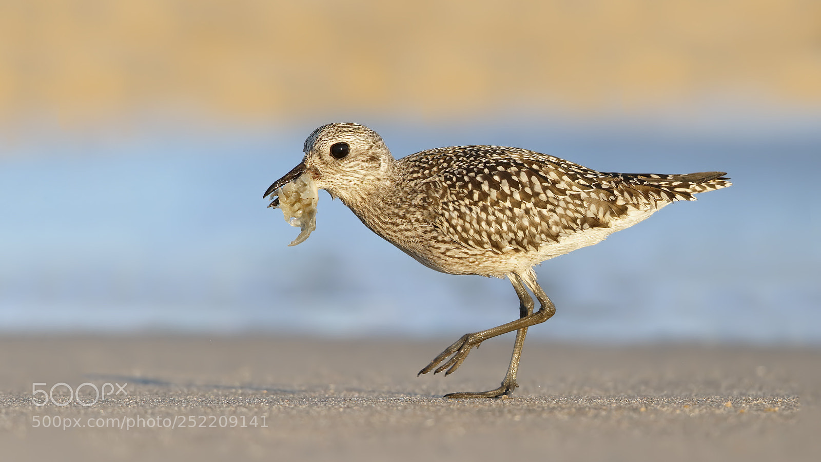 Canon EOS-1D X sample photo. Black bellied plover with photography