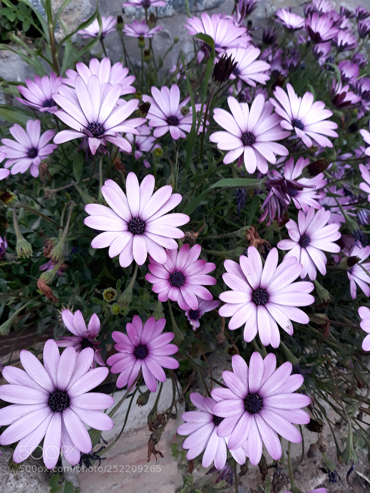 Samsung Galaxy J5 sample photo. Untitled photography