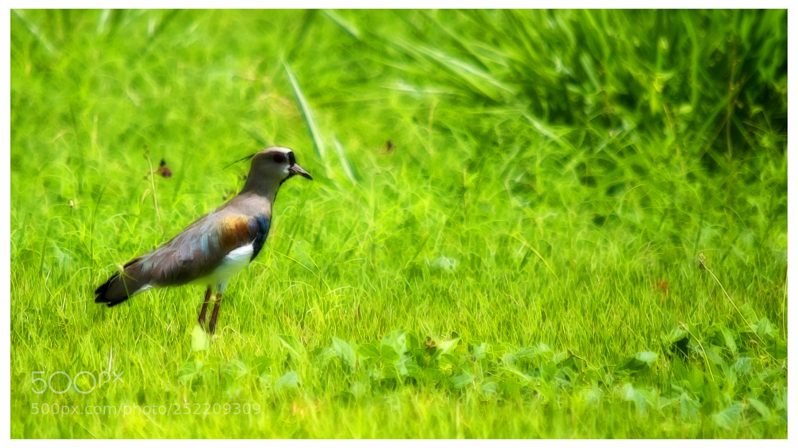 Nikon D5300 sample photo. "quero- photography