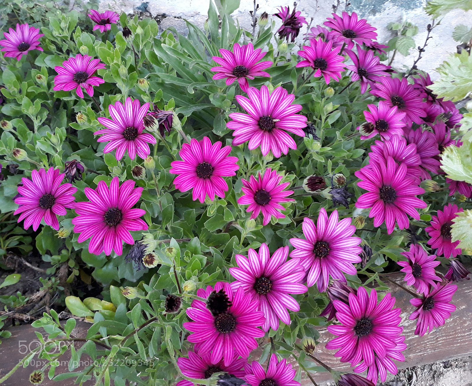 Samsung Galaxy J5 sample photo. Untitled photography