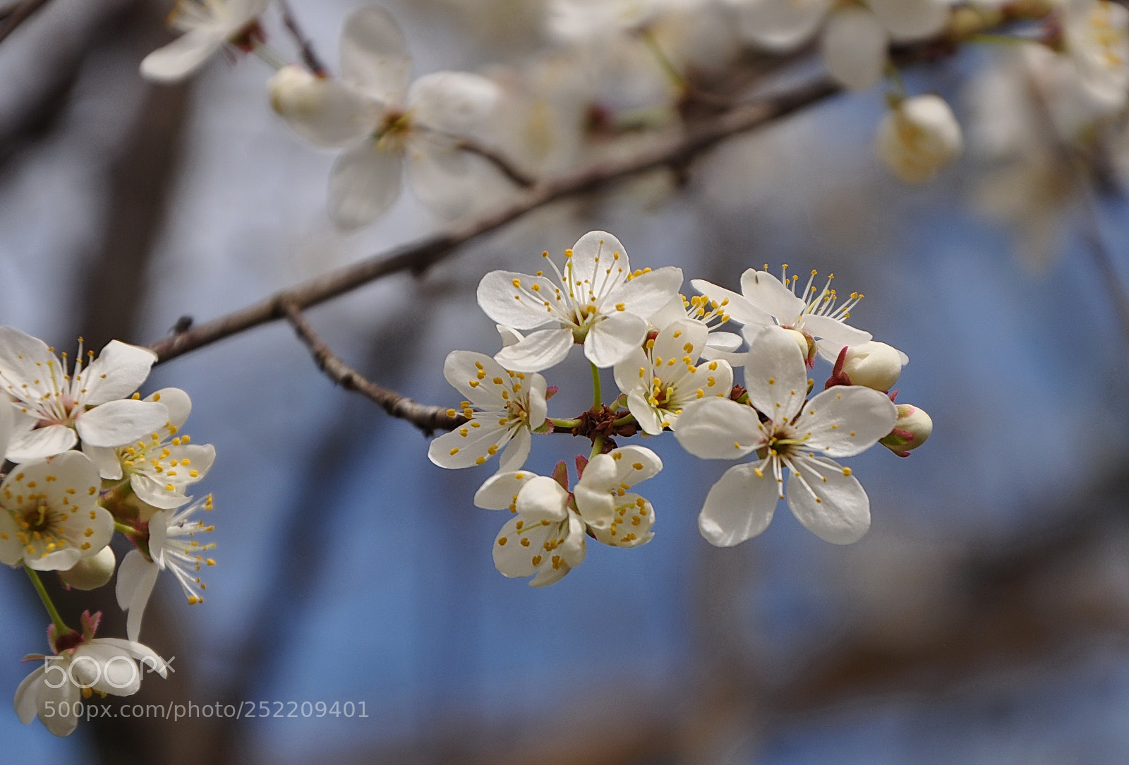 Nikon D90 sample photo. Springtime 2 photography