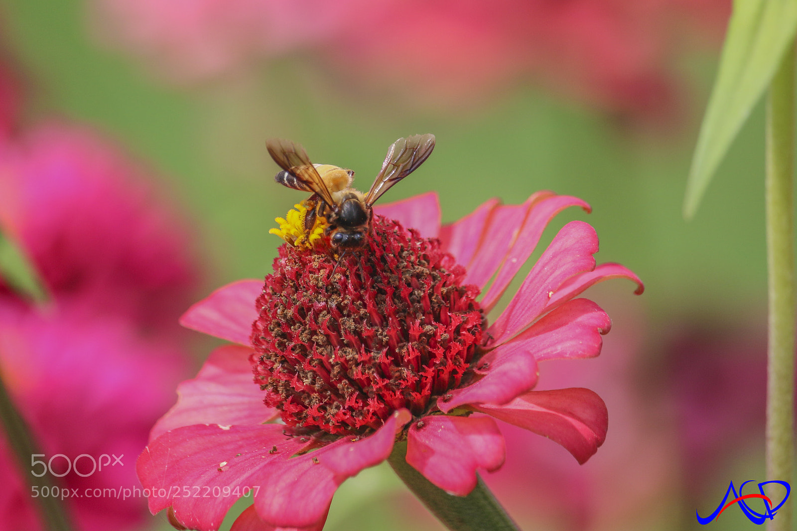 Canon EOS 70D sample photo. Bee ?  photography
