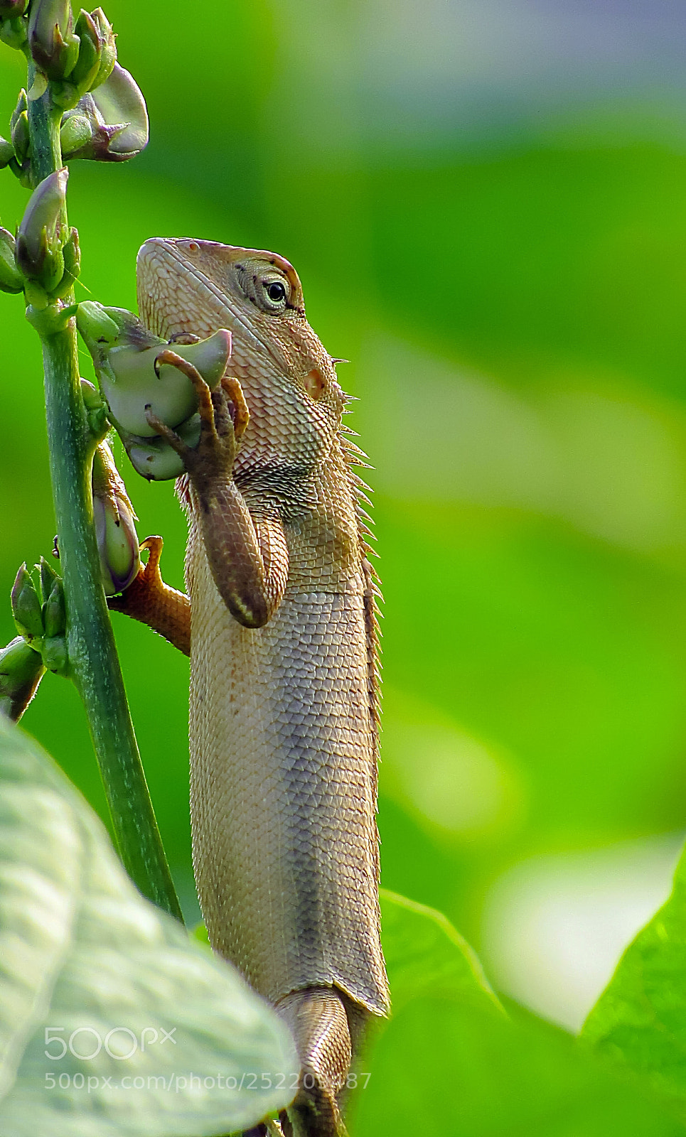 Canon EOS 700D (EOS Rebel T5i / EOS Kiss X7i) sample photo. Garden lizard photography