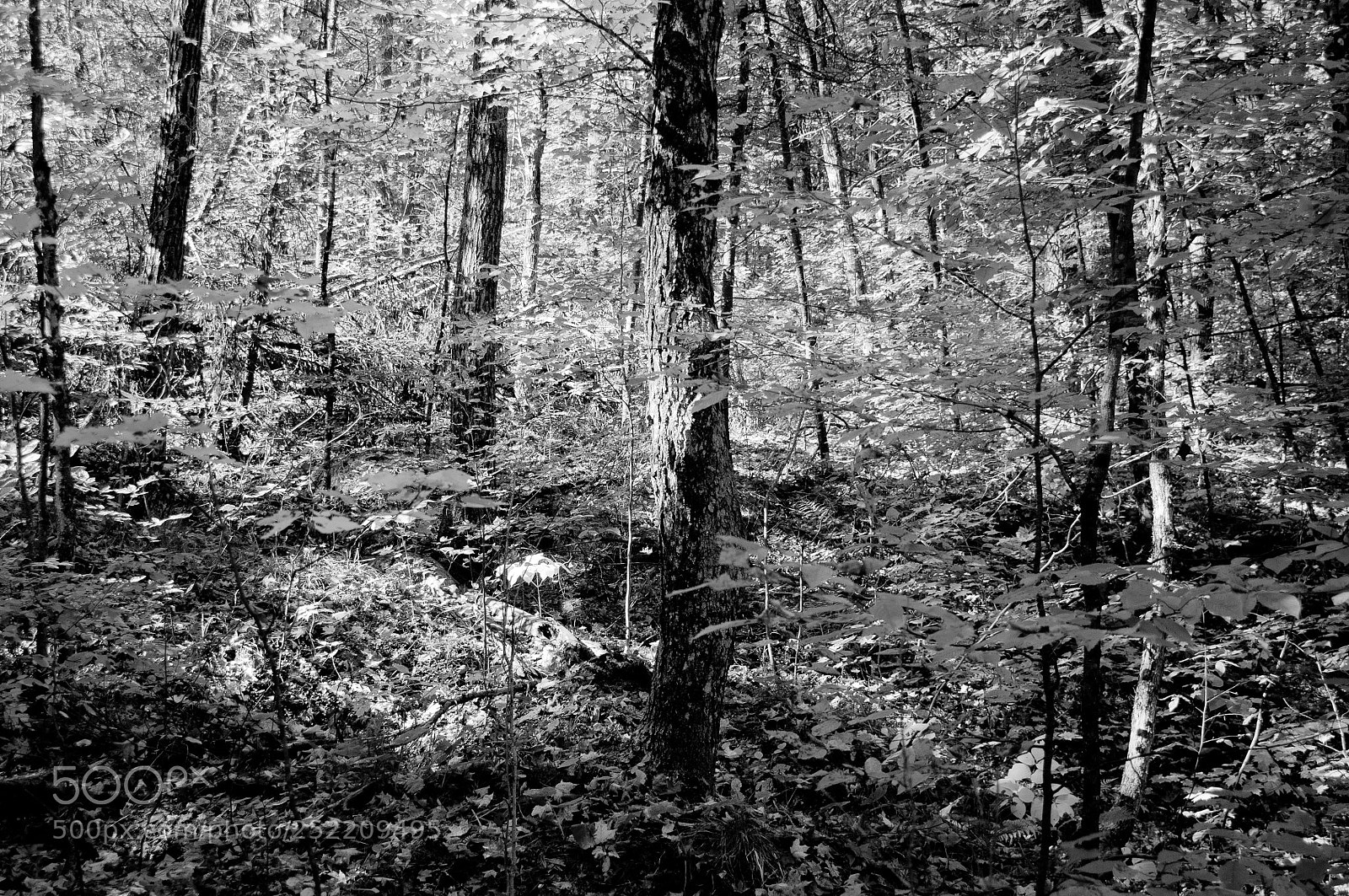 Nikon D90 sample photo. Cloyne 1 photography