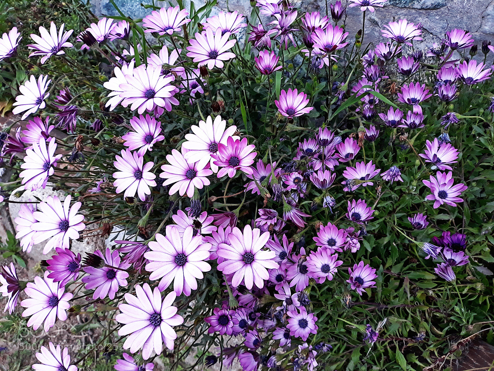 Samsung Galaxy J5 sample photo. Untitled photography