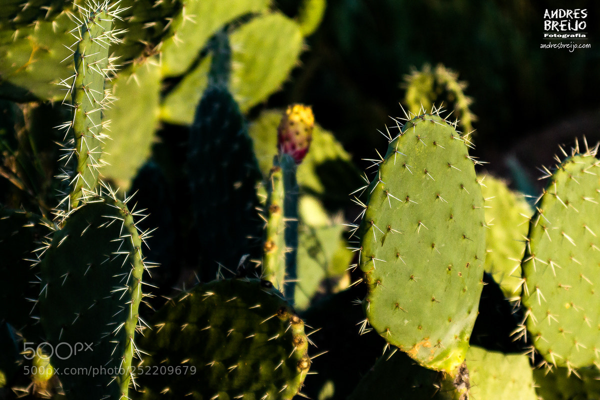 Canon EOS 60D sample photo. Laberinto de espinas photography
