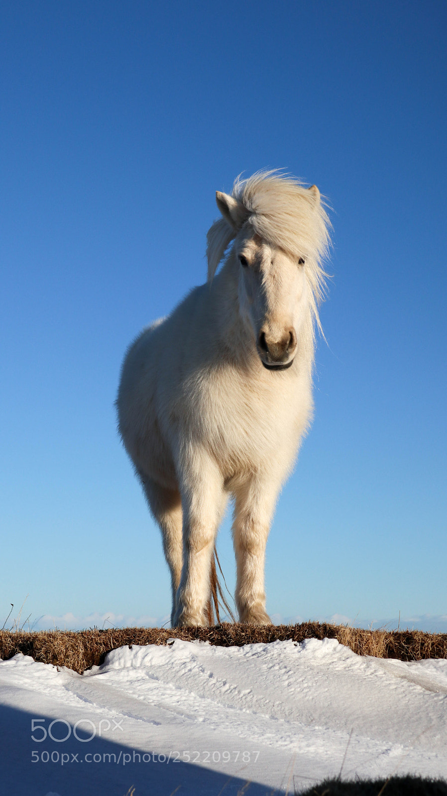 Canon EOS M6 sample photo. White icelandic horse photography