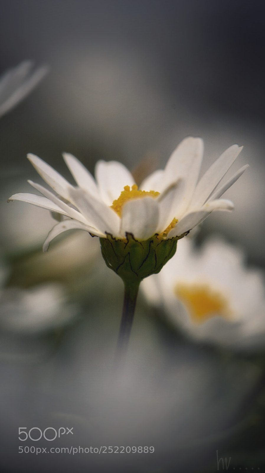Nikon D7100 sample photo. Daisy photography