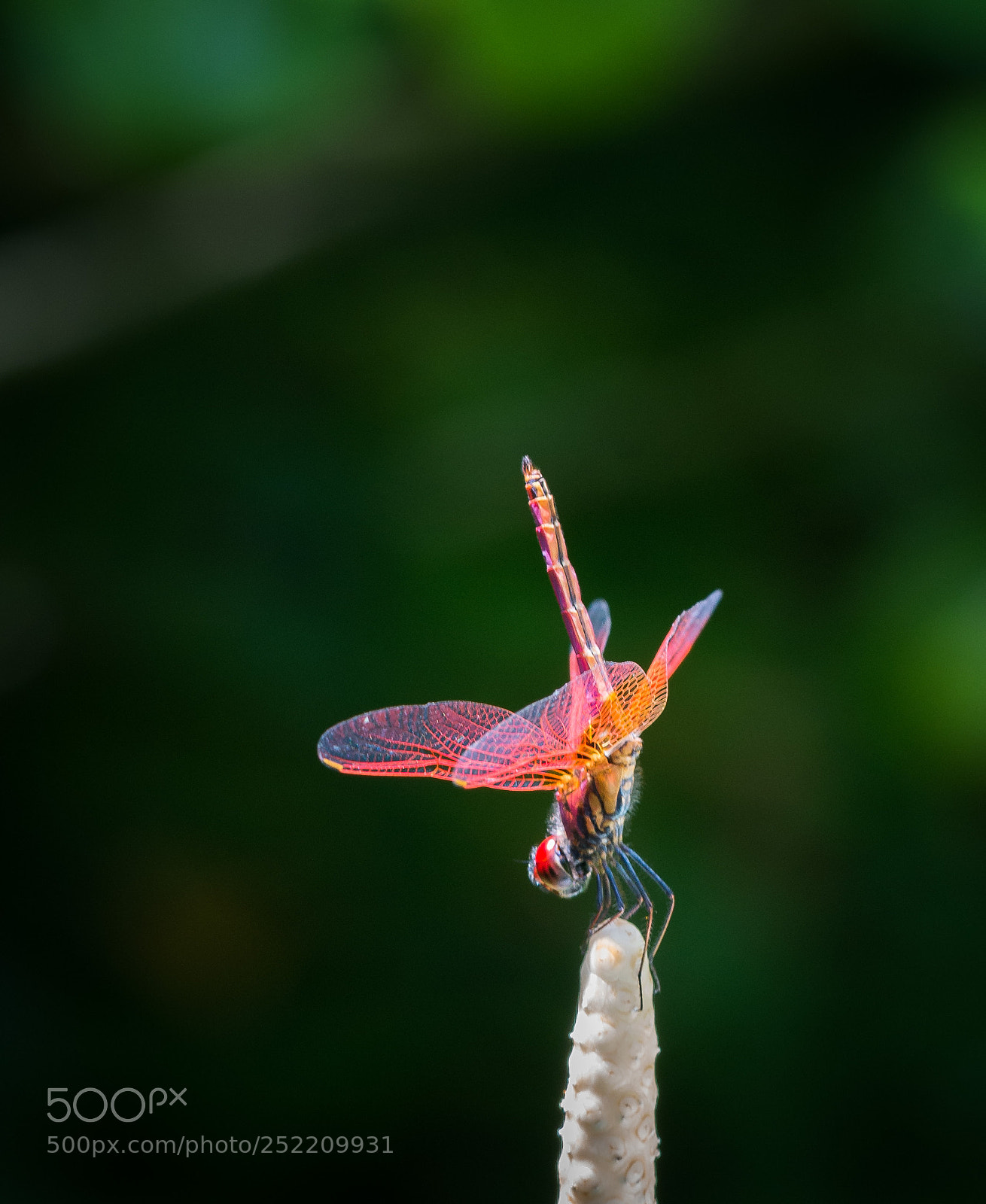 Nikon D800 sample photo. Handstand photography