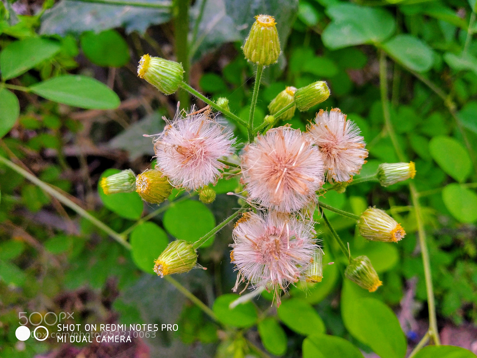 Xiaomi Redmi Note 5 Pro sample photo. Untitled photography
