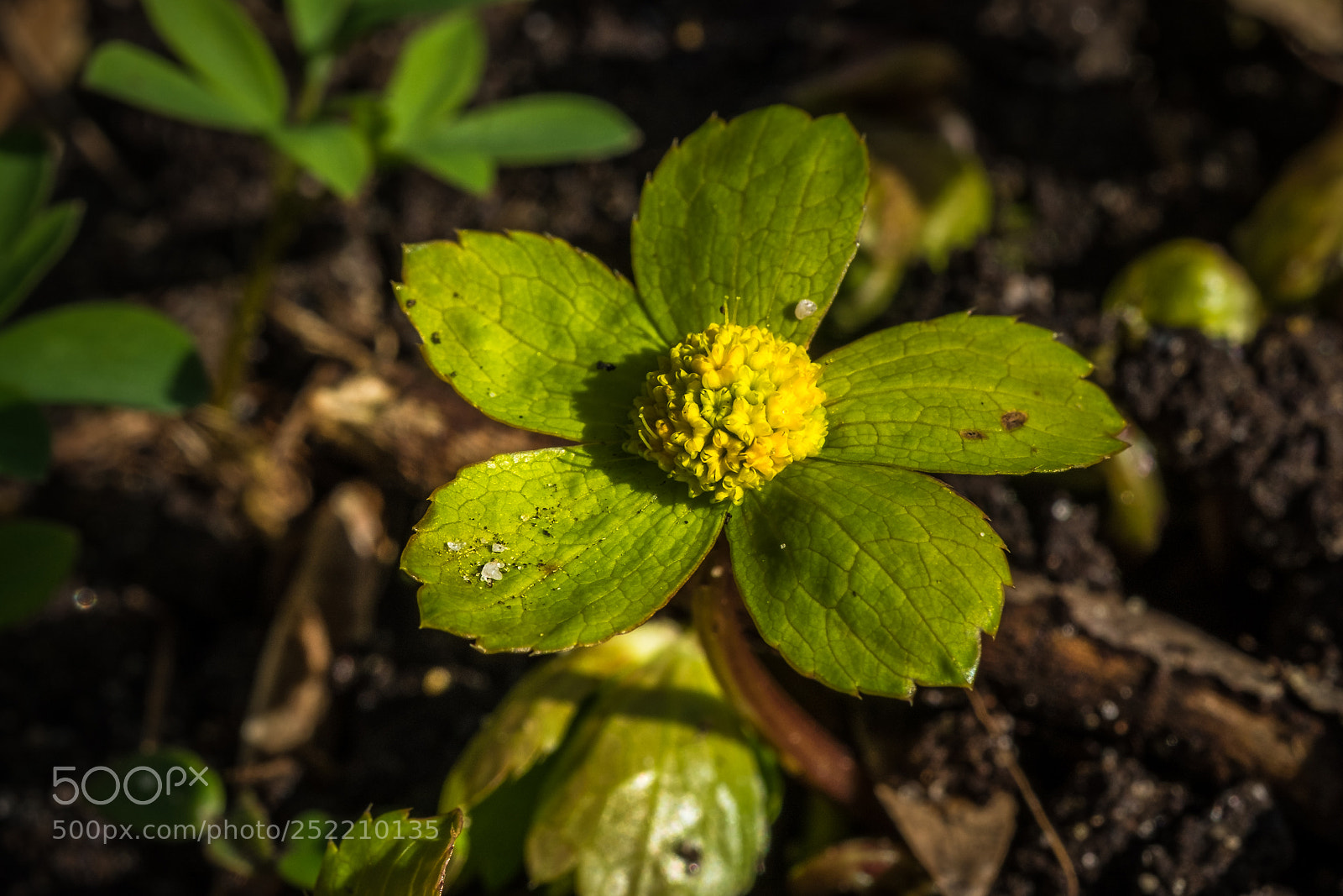 Fujifilm X-T1 sample photo. Schaftdolde (hacquetia epipactis) photography