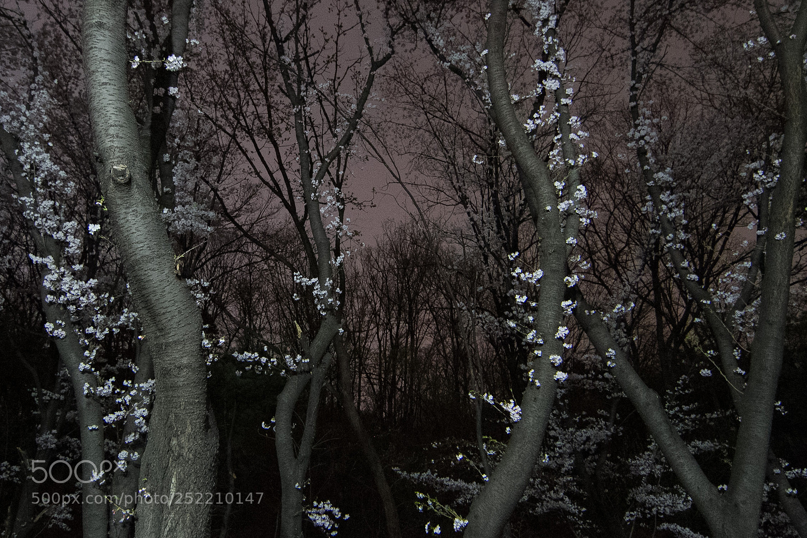 Canon EOS 7D sample photo. Untitled photography