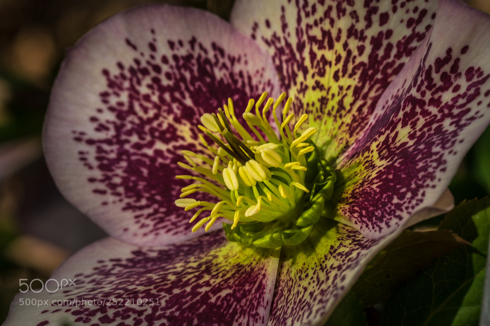 Fujifilm X-T1 sample photo. Helleborus orientalis photography
