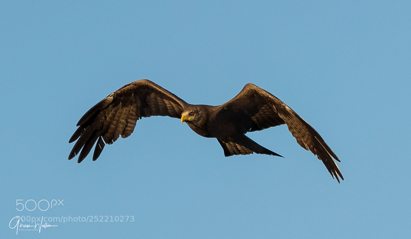 Canon EOS-1D X Mark II sample photo. Yellow billed kite photography