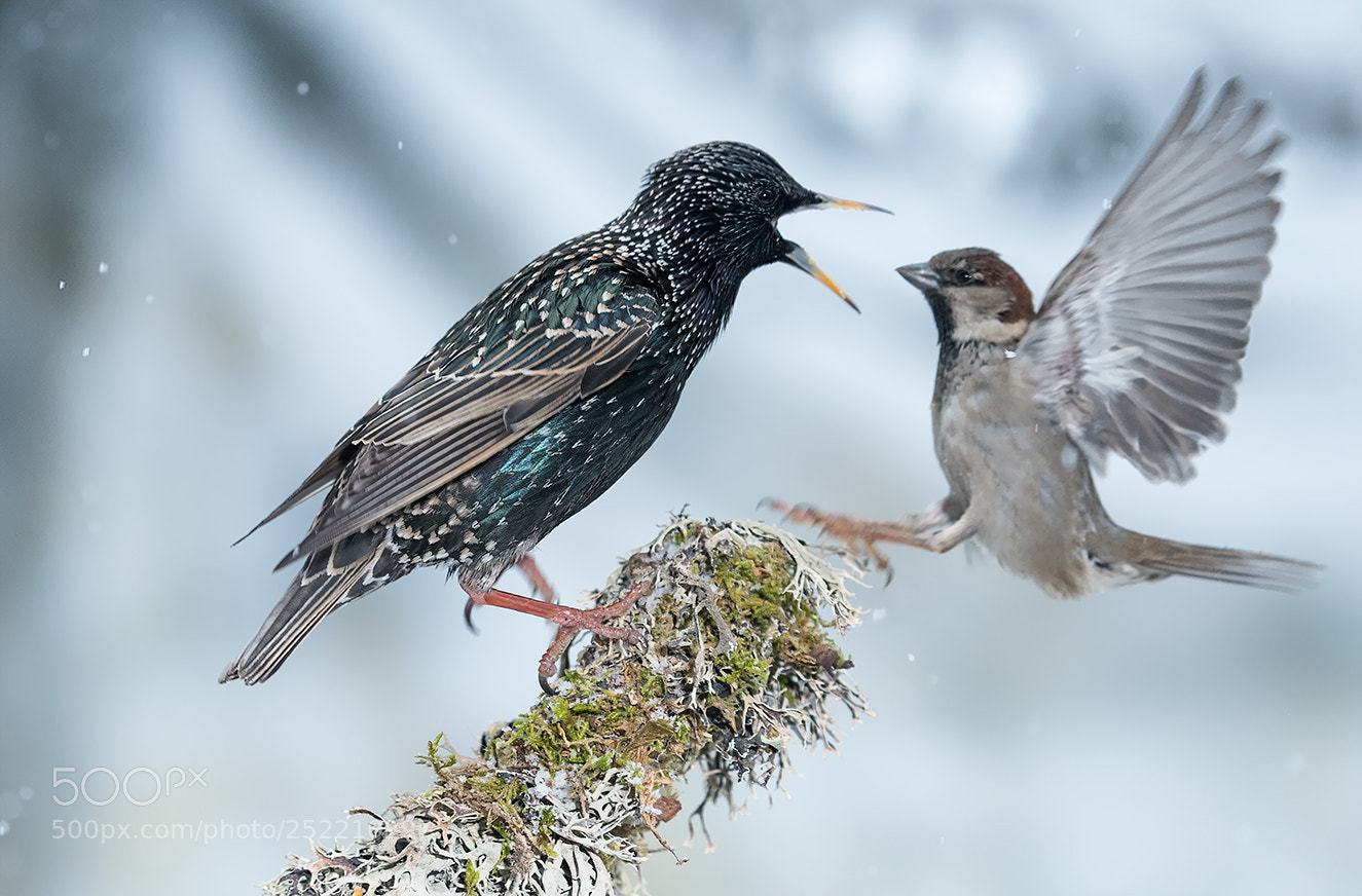 Nikon D810 sample photo. Starling vs. house sparrow photography