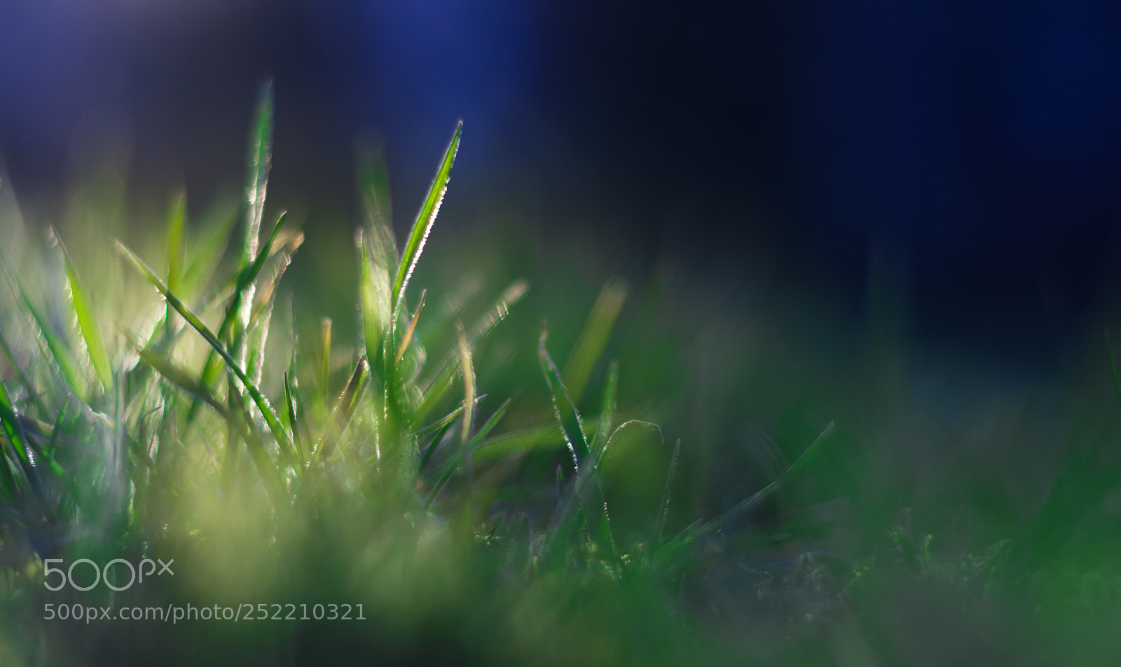 Nikon D7200 sample photo. Natural gras photography