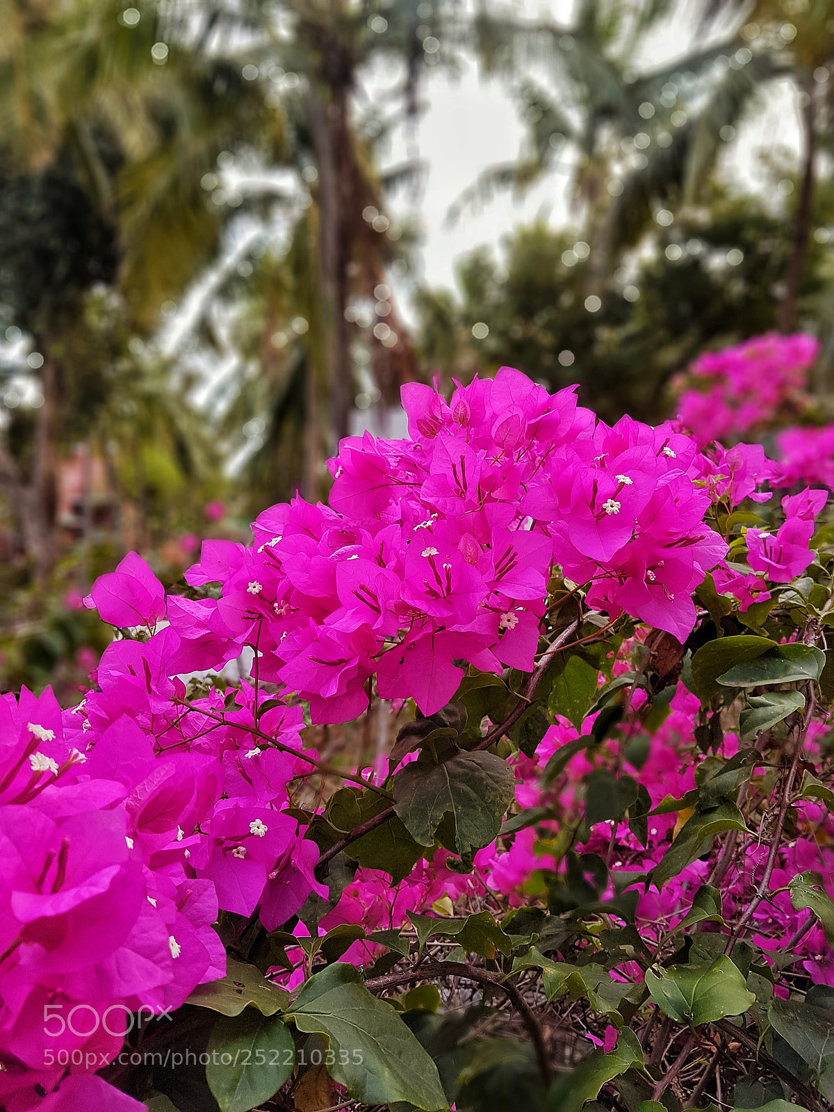 Samsung Galaxy S8+ sample photo. Untitled photography