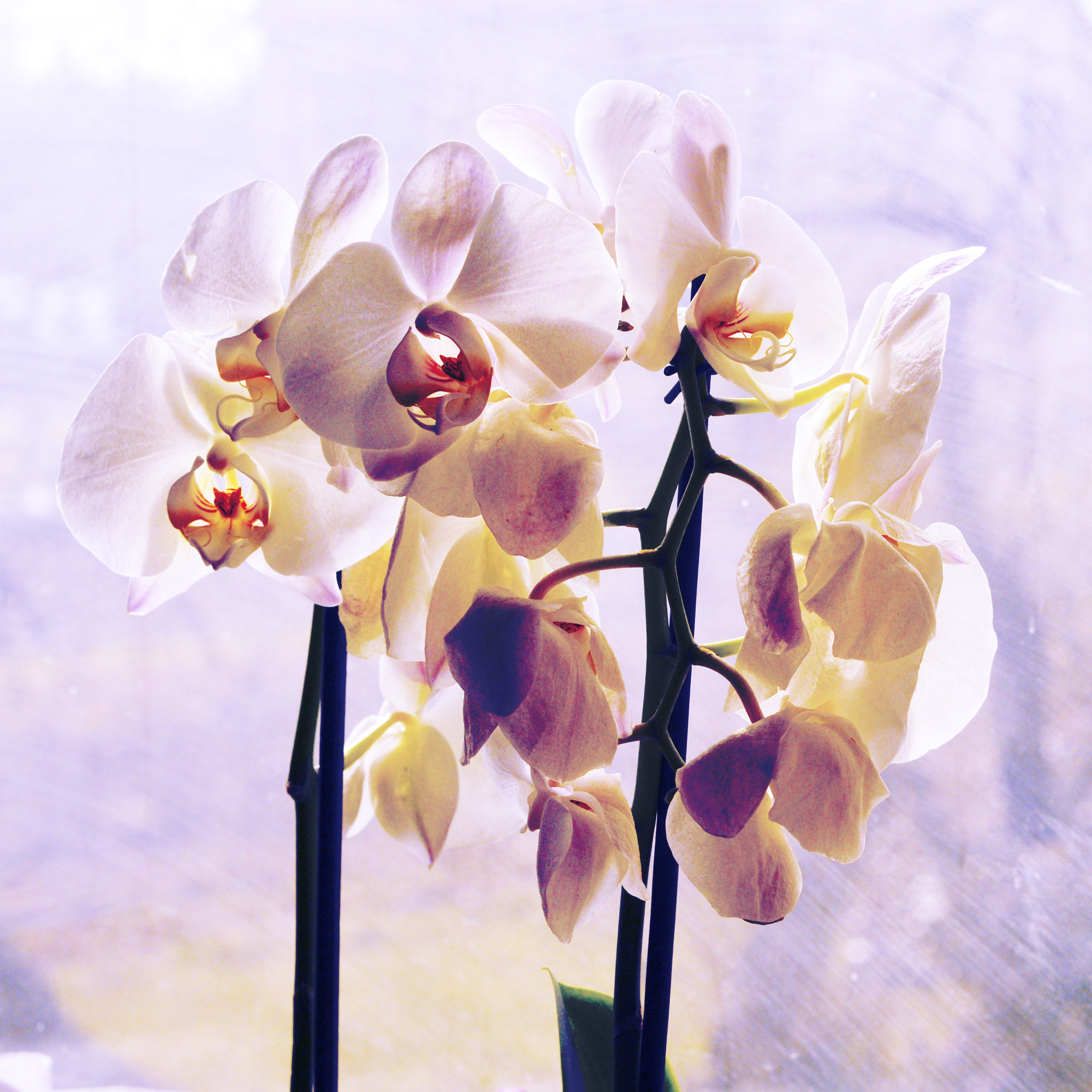 Nikon D800 + Nikon AF Nikkor 50mm F1.8D sample photo. Orchid delirium photography