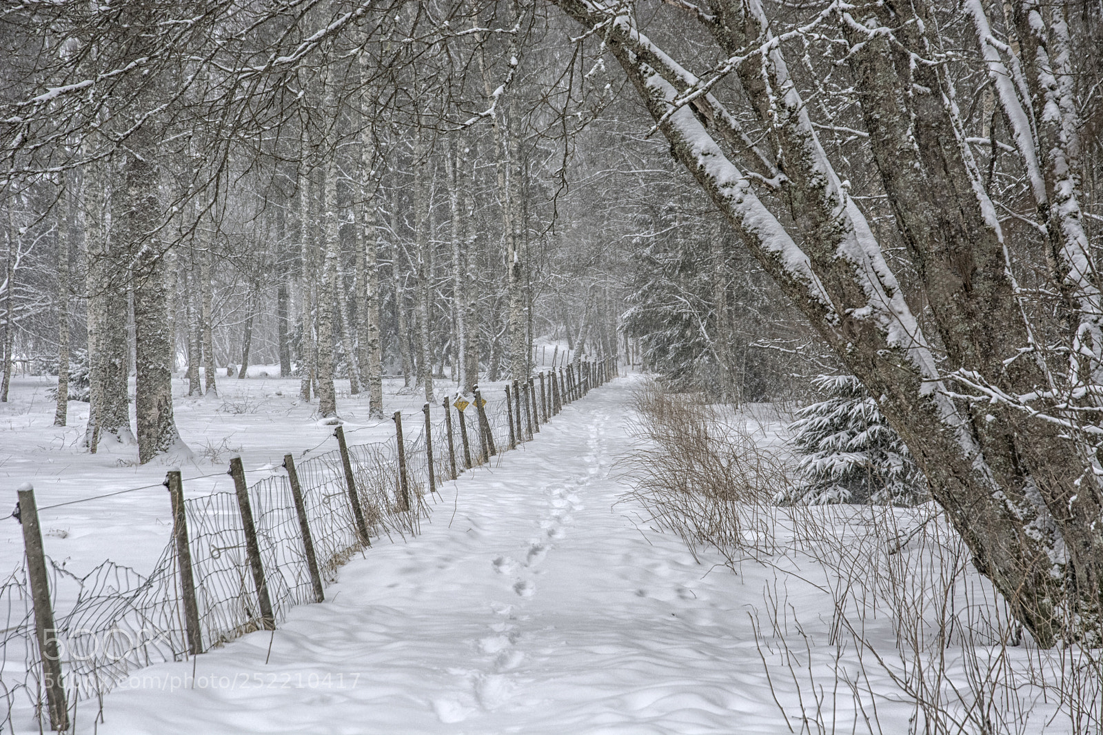 Nikon D5200 sample photo. Spring snowfall photography