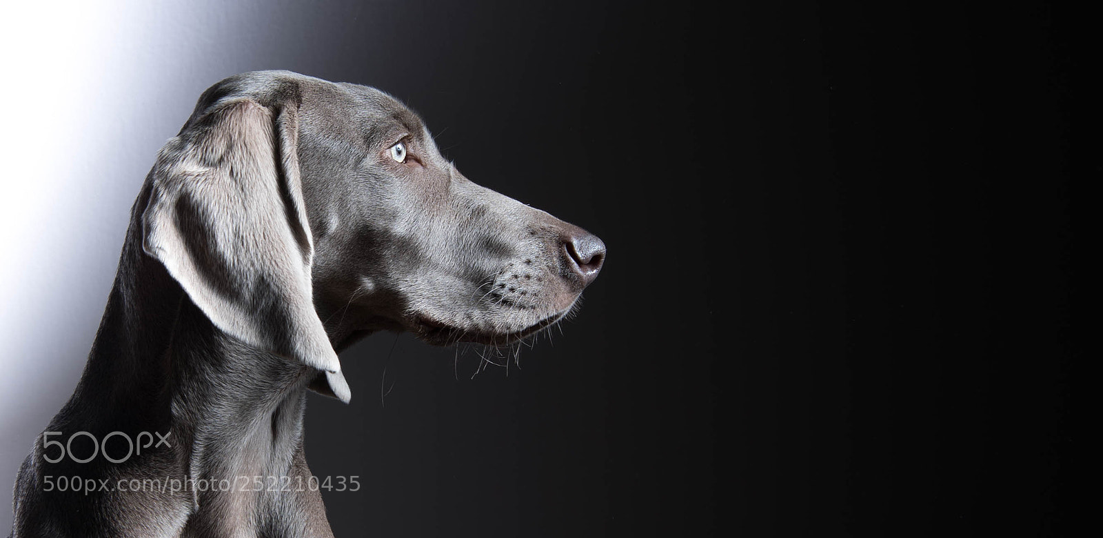 Nikon D5 sample photo. Millie photography