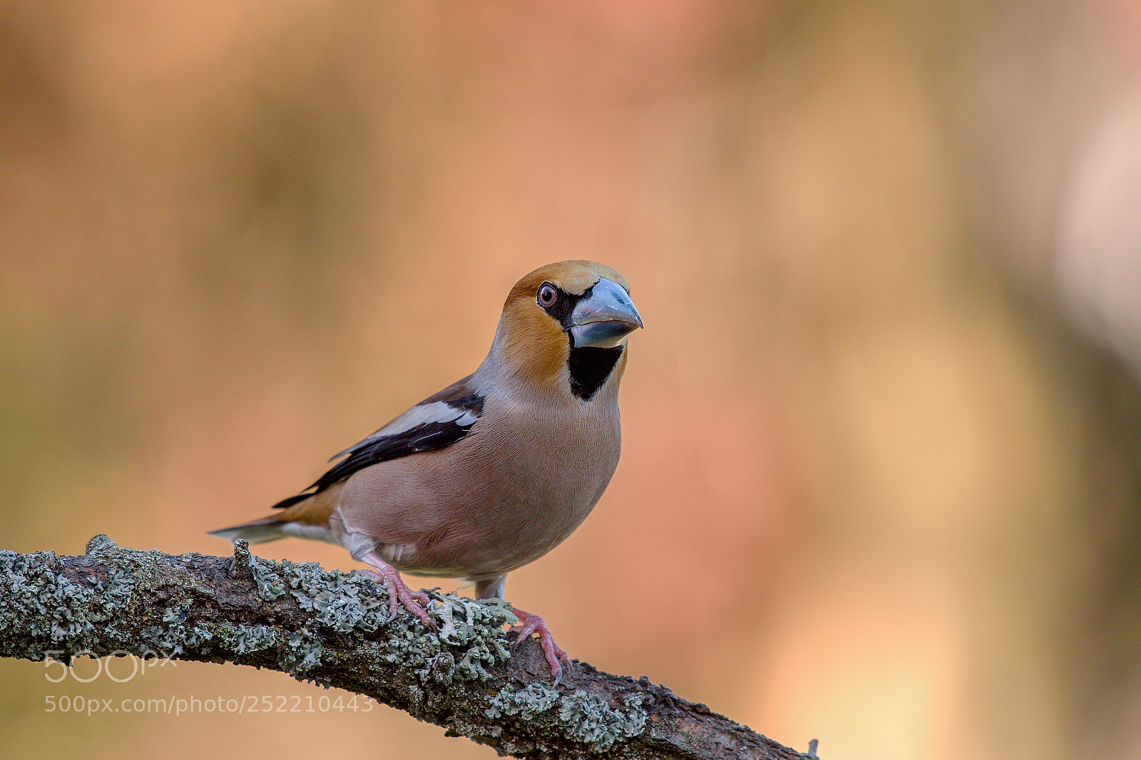 Nikon D500 sample photo. Hawfinch photography