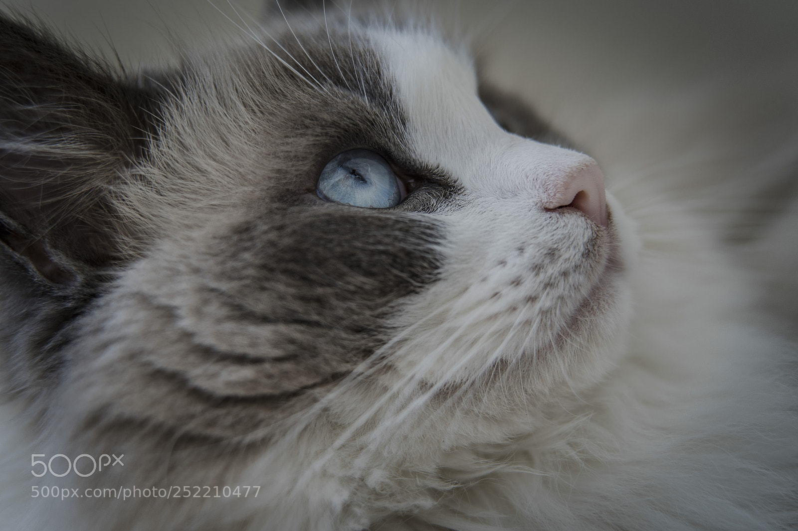 Sony a7 III sample photo. Tyrion cat photography