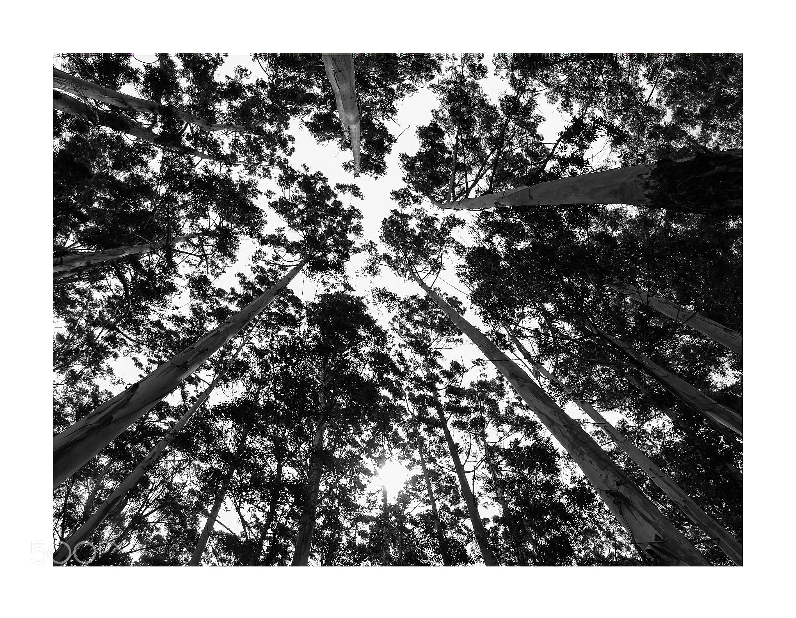 Canon EOS 60D sample photo. Woodland photography
