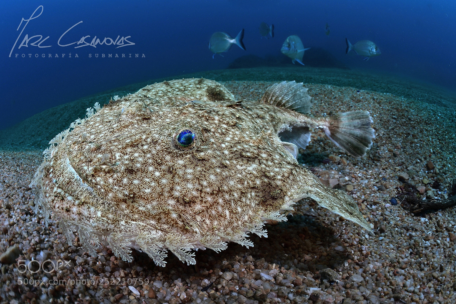 Nikon D500 sample photo. Monkfish photography