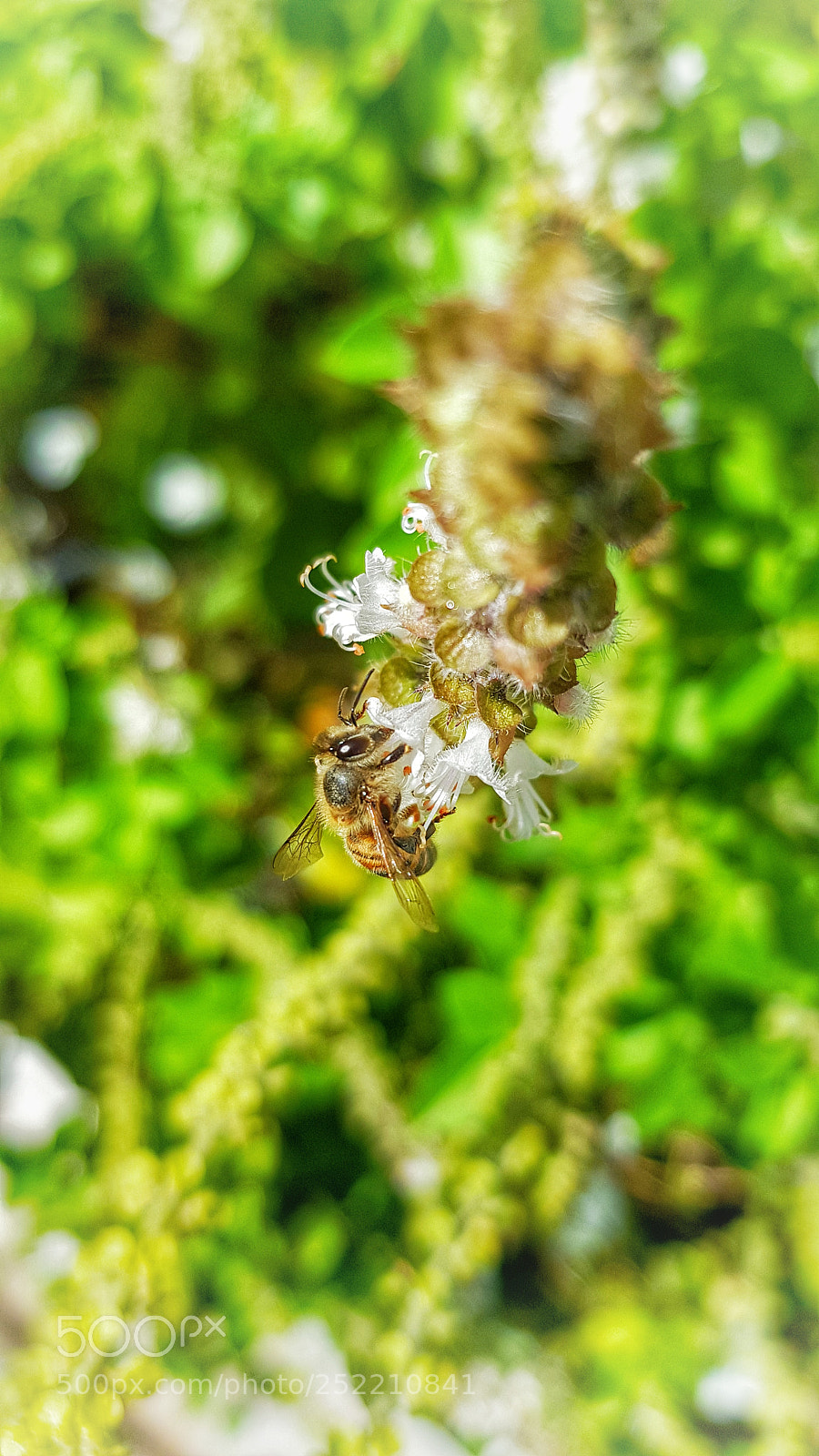 Samsung Galaxy S8 sample photo. Bee picture photography