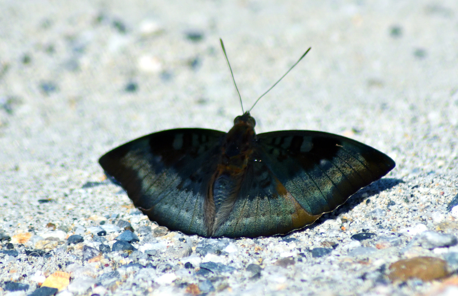 Nikon D7200 sample photo. Euthalia monina (male) photography