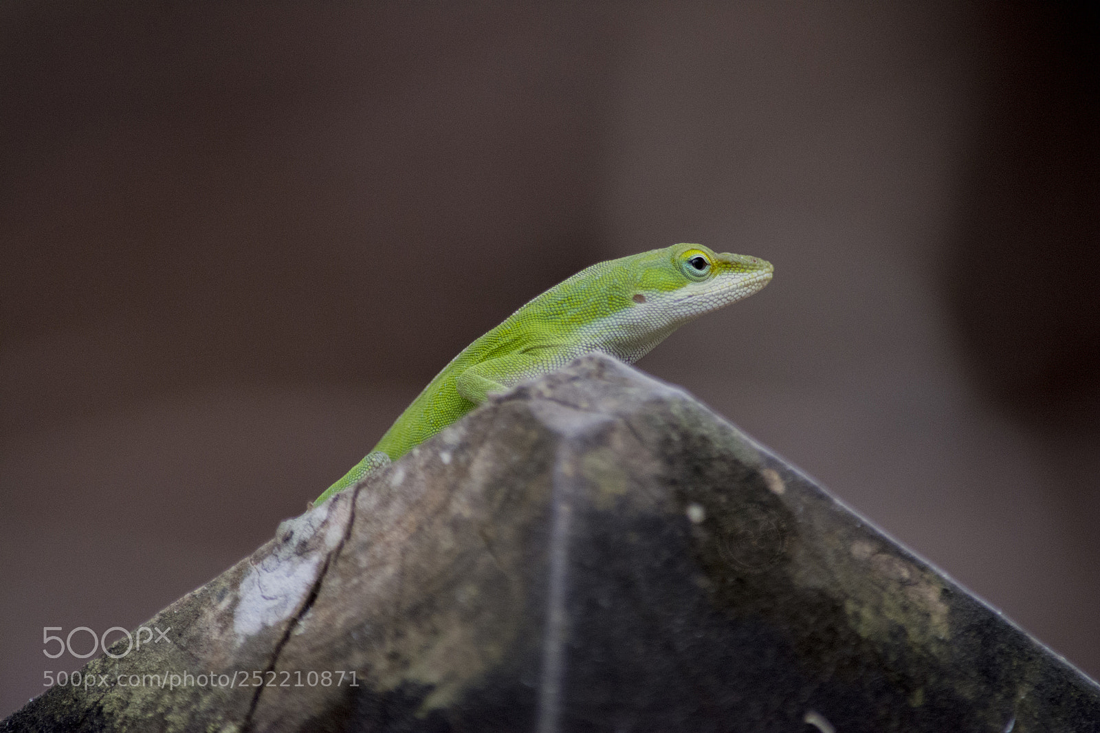 Nikon D7100 sample photo. Anole photography