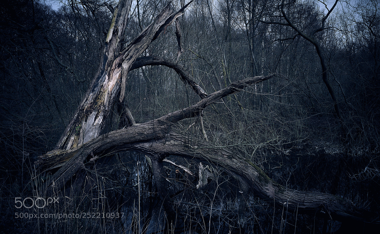Sony a7 sample photo. Dead tree photography
