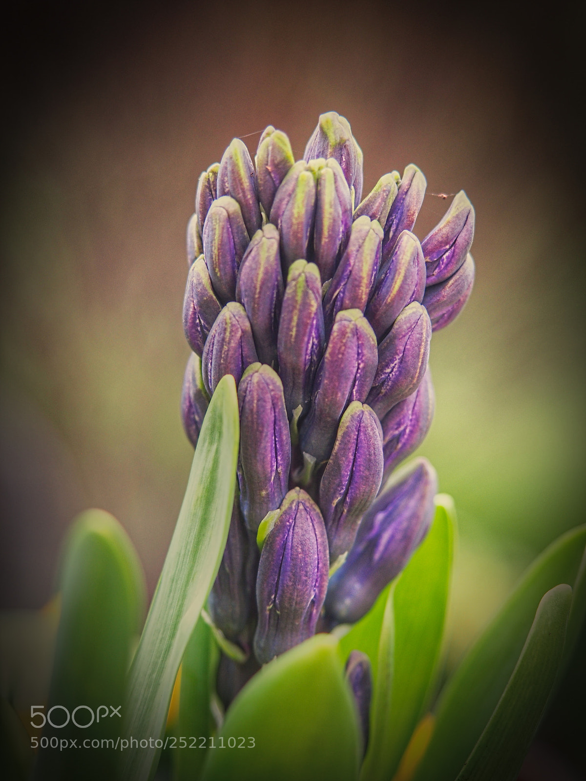 Olympus PEN E-PL5 sample photo. Great flavour photography