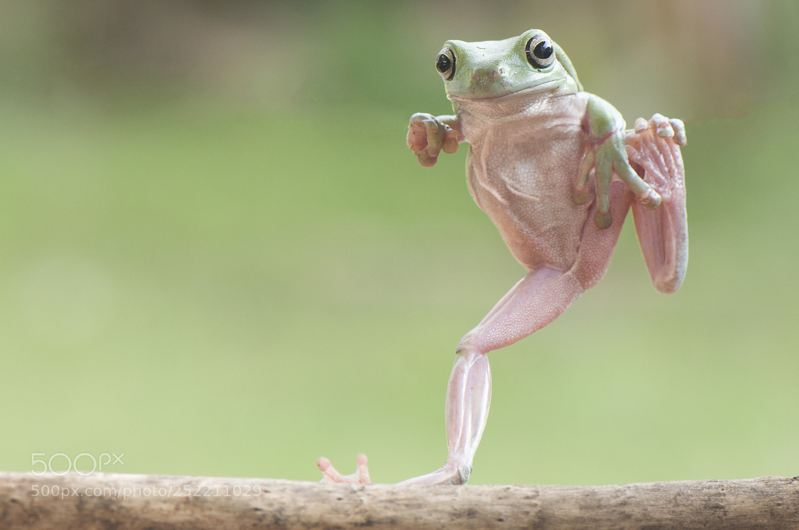 Nikon D90 sample photo. Walking frog photography