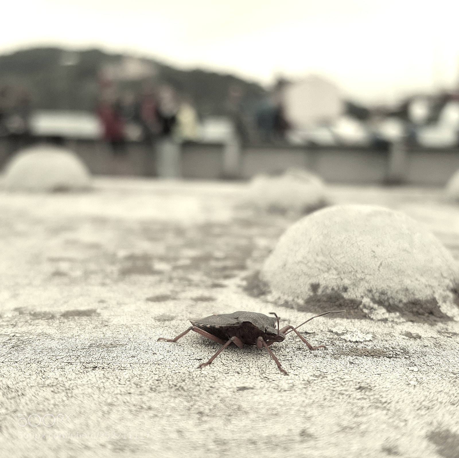 Samsung Galaxy S6 sample photo. A bug's life photography