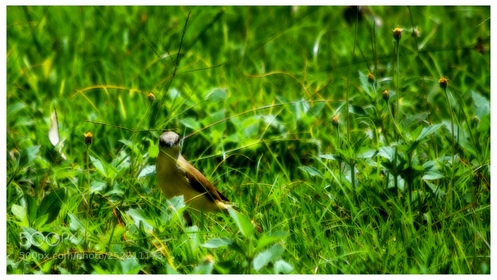 Nikon D5300 sample photo. "um joão" photography