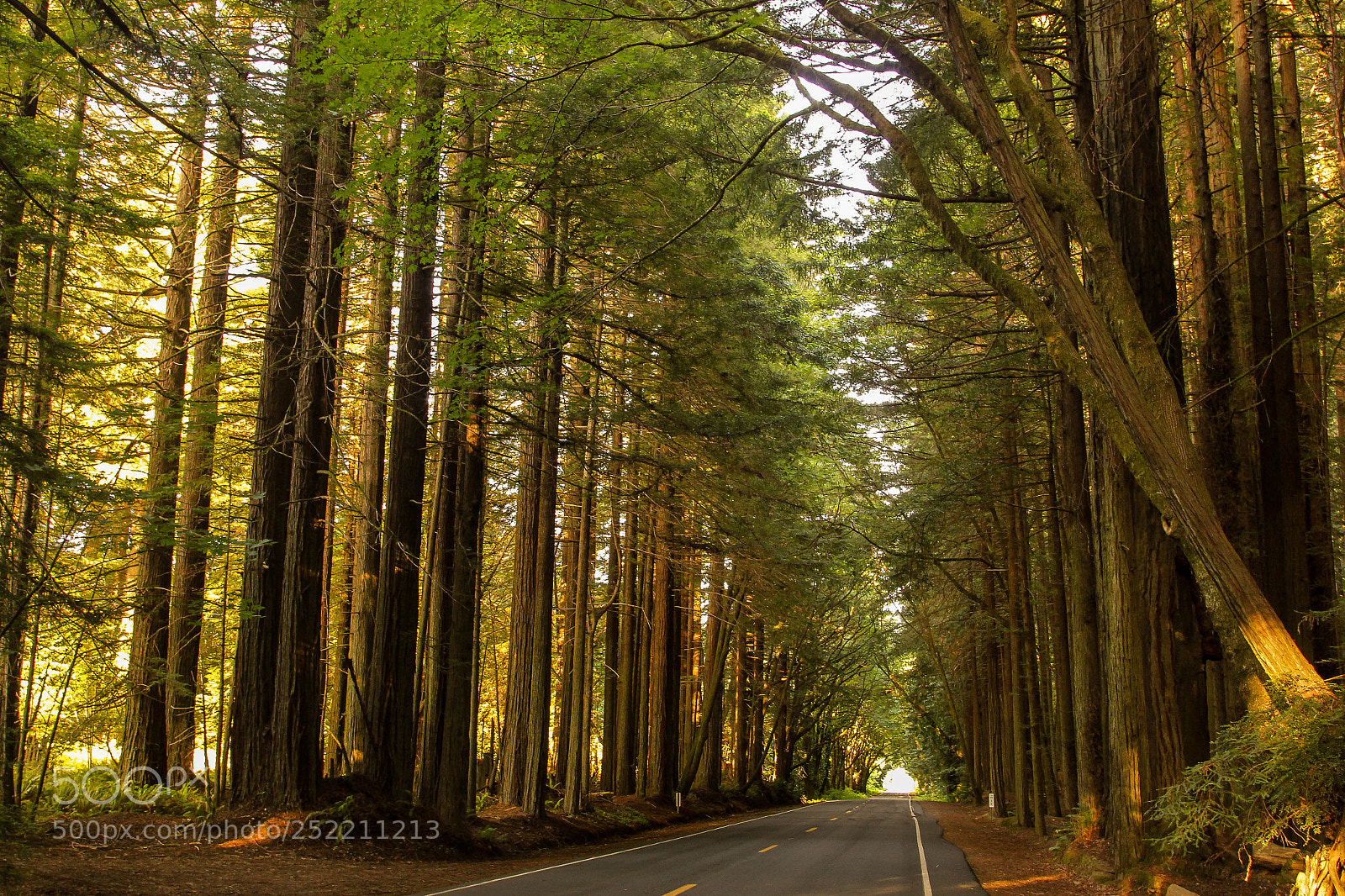 Canon EOS 550D (EOS Rebel T2i / EOS Kiss X4) sample photo. Avenue of the giants photography