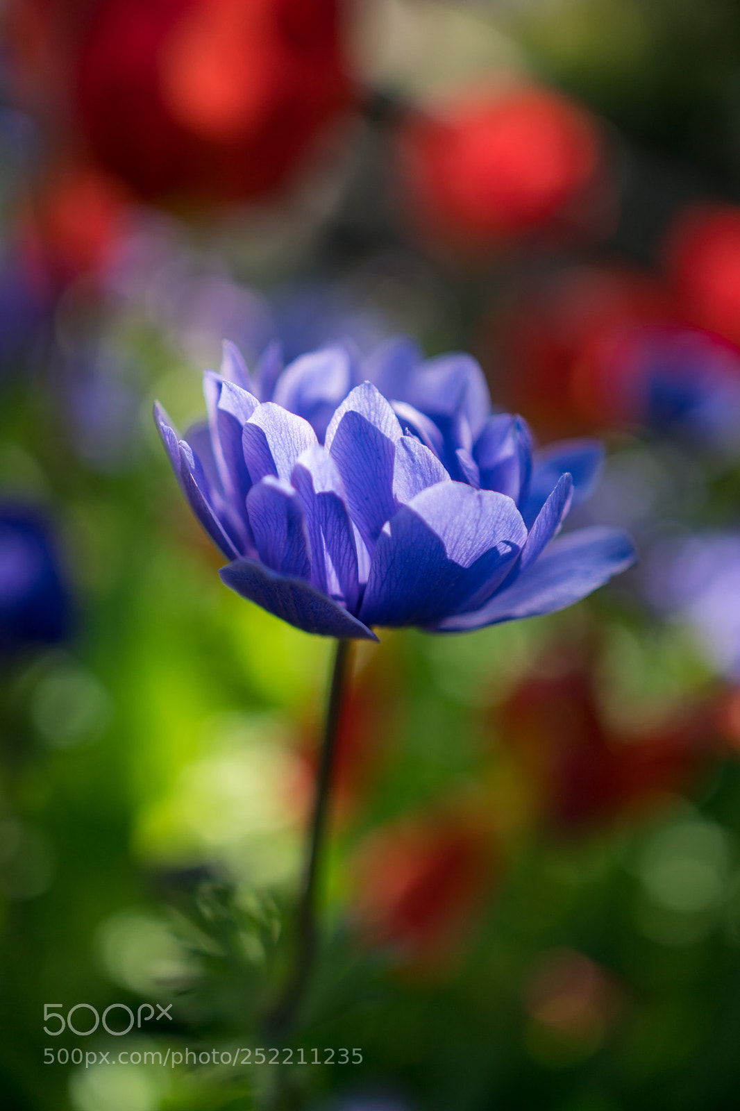 Sony a6300 sample photo. In the spotlight photography