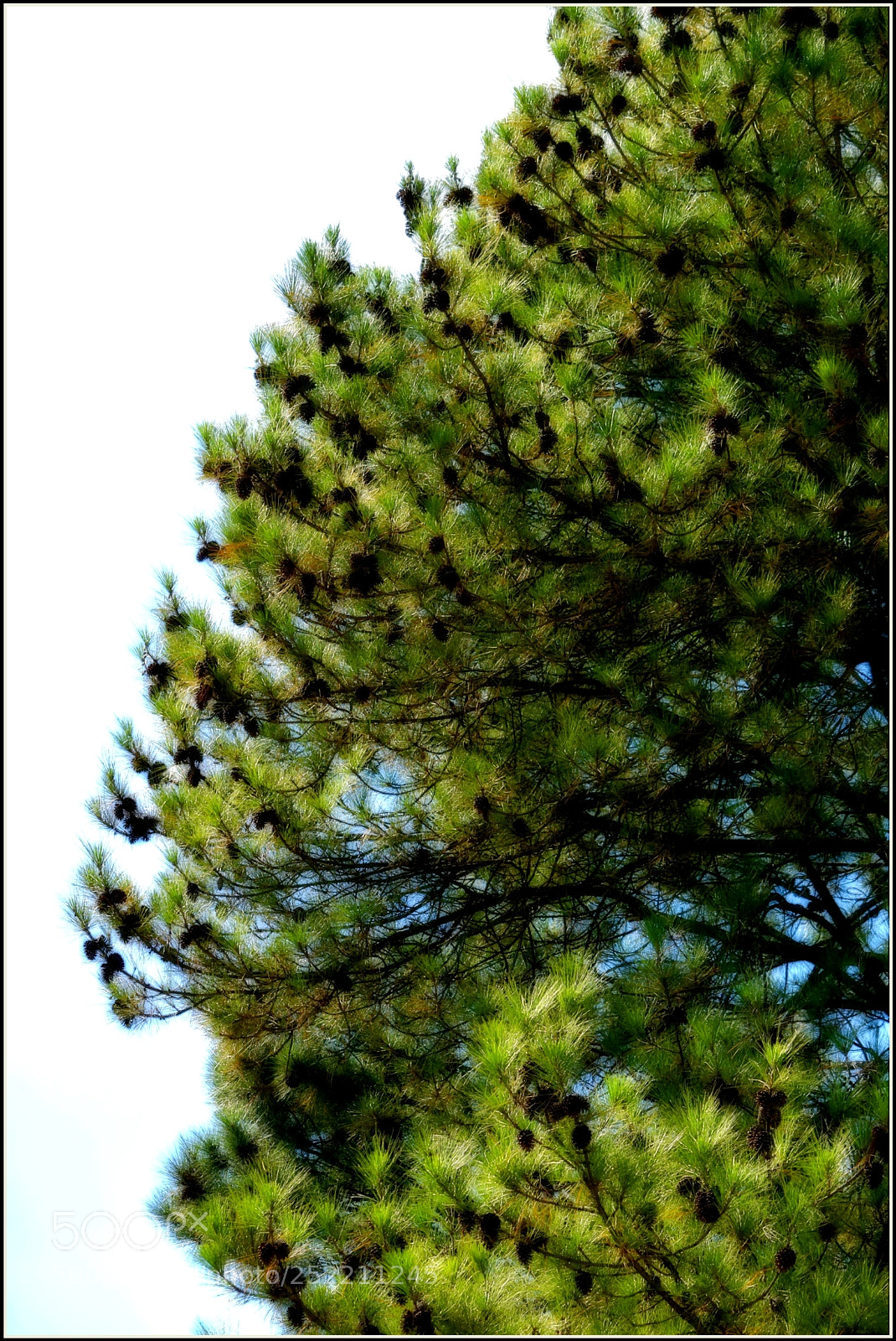 Nikon D5300 sample photo. "natalina" photography