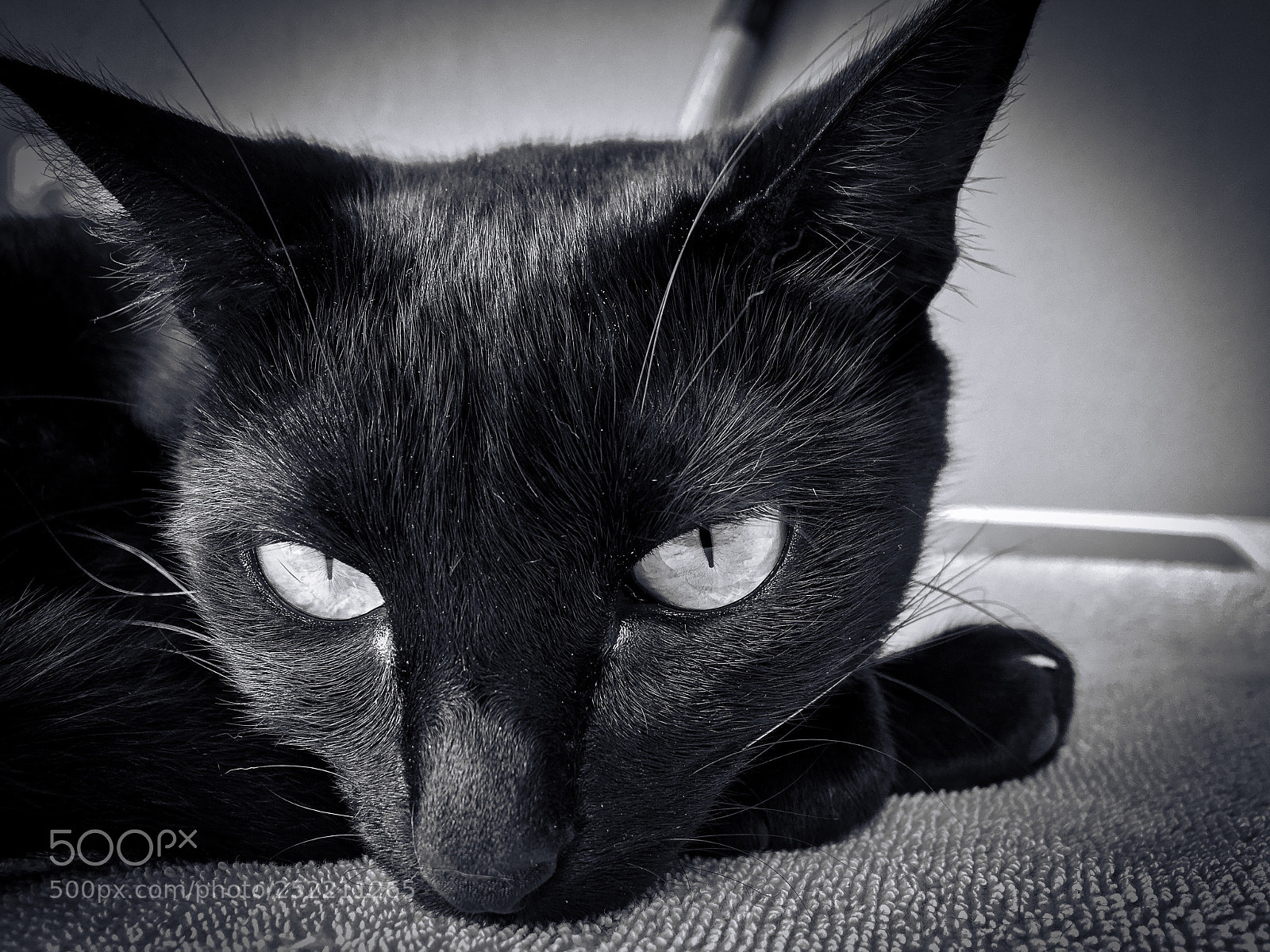 Apple iPhone 6s sample photo. Pink, the black cat! photography