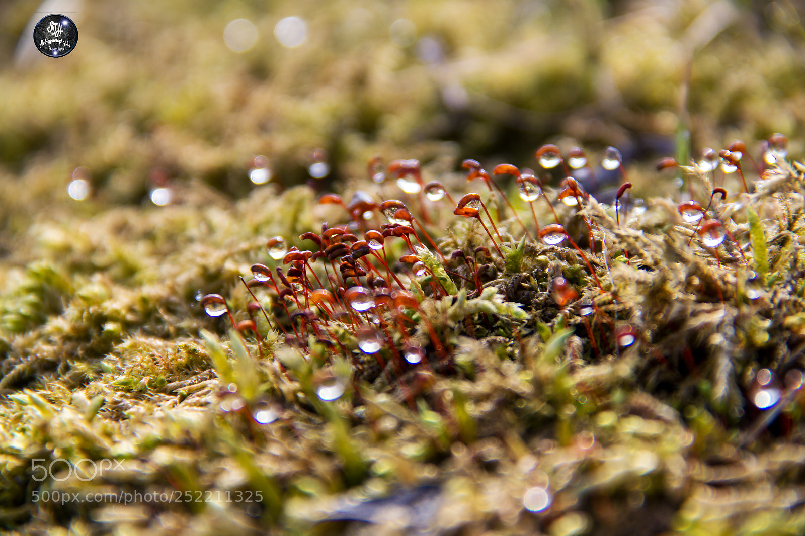 Canon EOS 60D sample photo. Moss with waterdrops photography