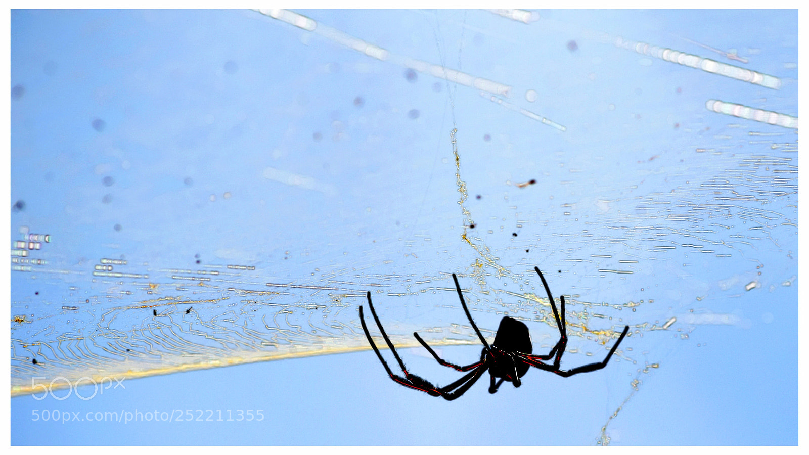 Nikon D5300 sample photo. "no lo pica non" photography