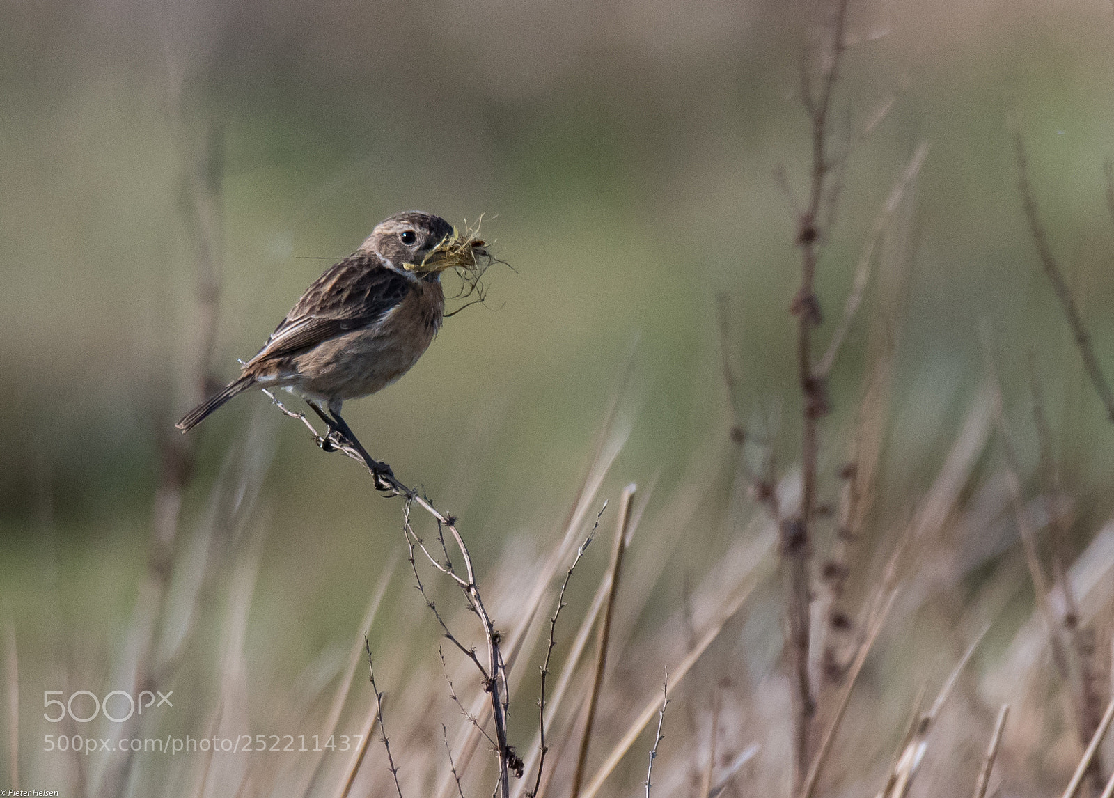 Nikon D500 sample photo. Nestbuilding photography