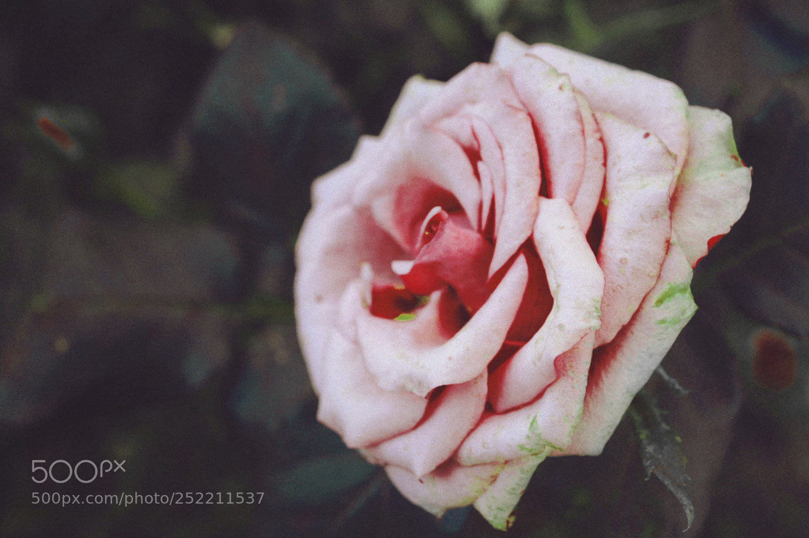Nikon D3200 sample photo. 74 photography