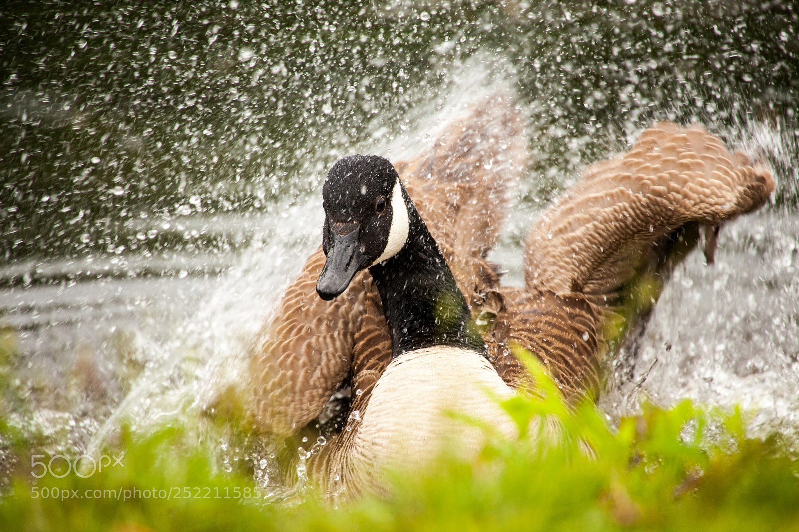 Canon EOS 5D Mark II sample photo. Splishing and splashing photography
